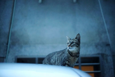 Portrait of cat sitting on window