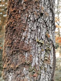 Close-up of lichen on tree trunk