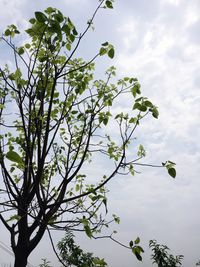 Low angle view of tree against sky