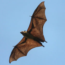 Low angle view of bird flying against clear sky