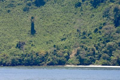 Scenic view of trees by water