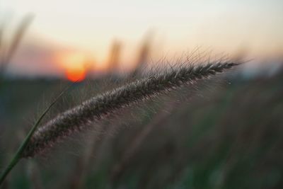 Close-up of plant against sky during sunset