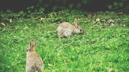 High angle view of rabbits on grassy field