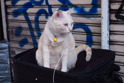White cat sitting on seat