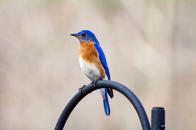 Eastern bluebird perching on metallic gate