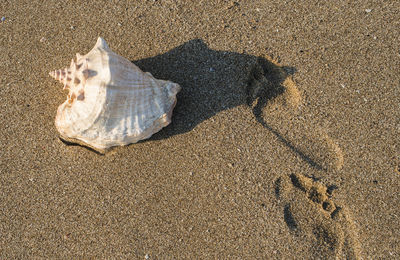 High angle view of shells on sand