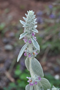 Close-up of flower against blurred background