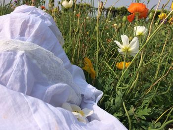 Close-up of white flowering plants on field