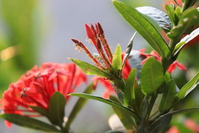 Close-up of red flowering plant