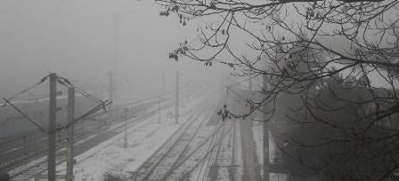 Bare trees in foggy weather