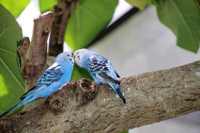 Close-up of two parakeets kissing 