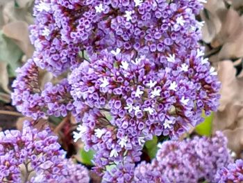 Close-up of purple flowering plant