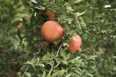 Close-up of fruits on tree