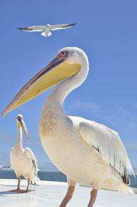 Low angle view of pelicans
