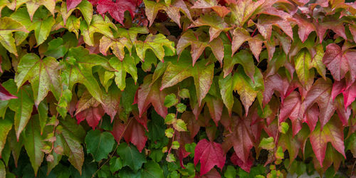 Full frame shot of ivy during autumn