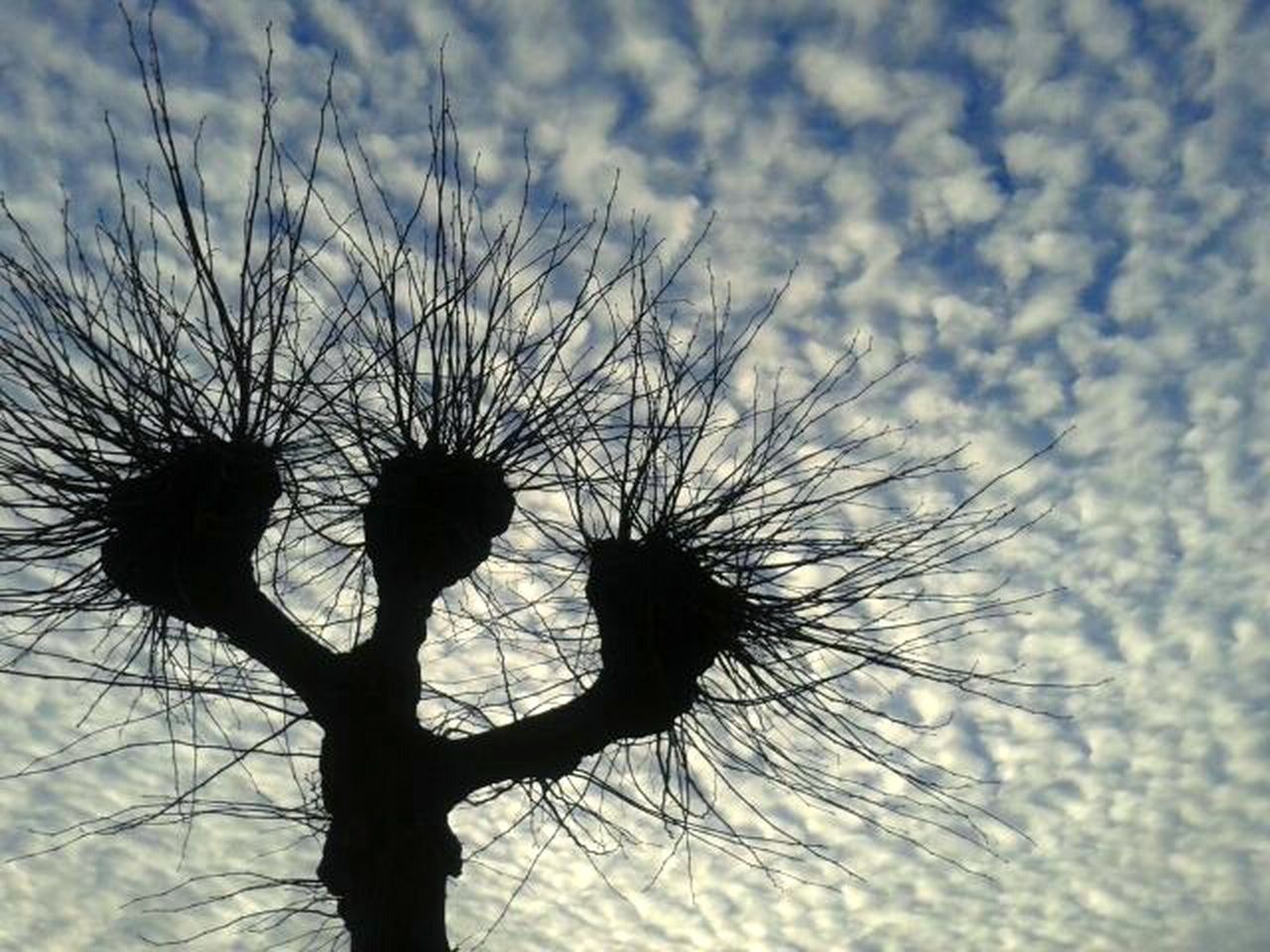 sky, bare tree, growth, nature, low angle view, beauty in nature, cloud - sky, tree, branch, tranquility, dead plant, silhouette, close-up, cloudy, outdoors, dried plant, cloud, no people, day, dandelion