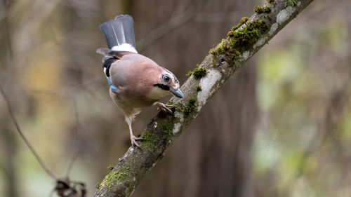 Close-up of bird perching on branch