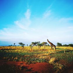 Scenic view of field against sky