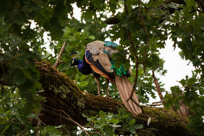 Low angle view of bird perching on tree