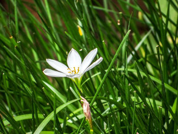 Close-up of white flower on field