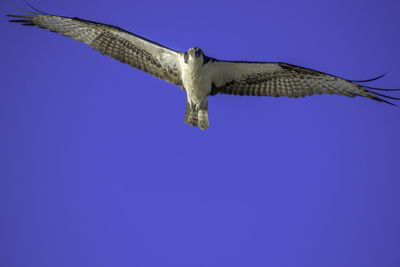 Osprey in flight with wings spread wide, looking straight at camera