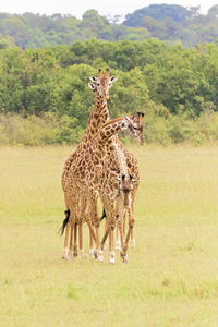 A heard of giraffes with entangled necks and legs