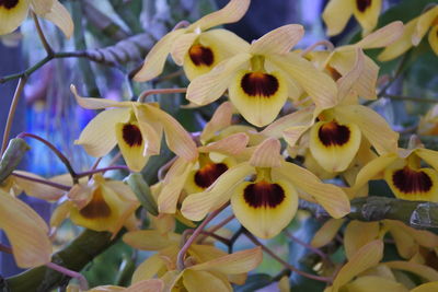 Close-up of yellow flowering plants