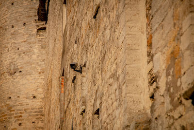 Full frame shot of an animal on wall