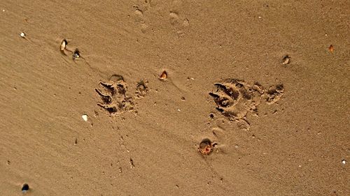 Close-up of paw print on sand