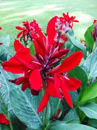 Close-up of red hibiscus blooming outdoors