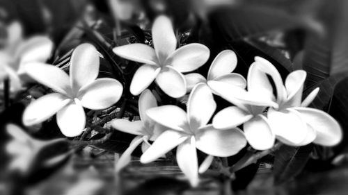 Close-up of frangipani blooming outdoors