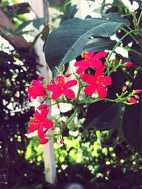 Close-up of flowers blooming in park