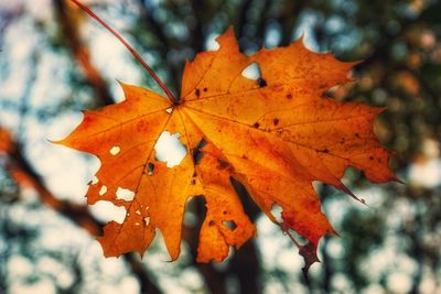 Close-up of orange maple leaves on tree