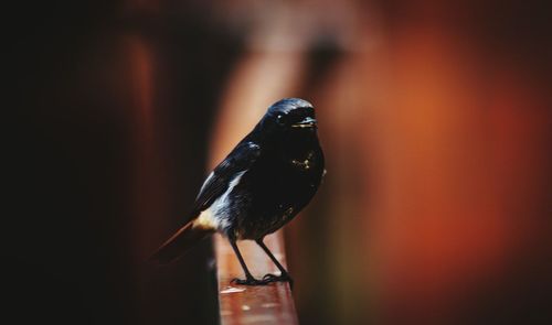 Close-up of bird perching on water