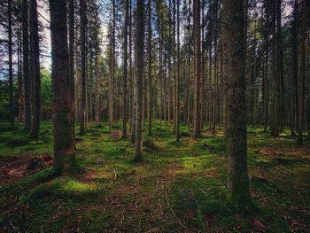 Trees in forest