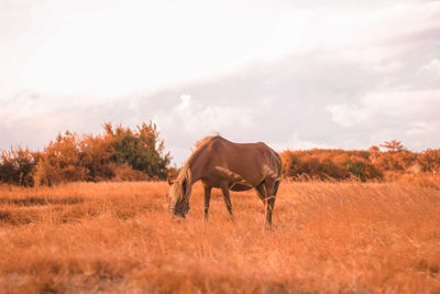 Horse standing in a field