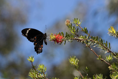 Butterfly pollinating on flower