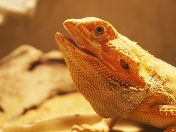 Close-up of a lizard