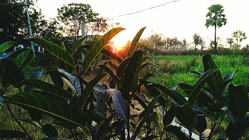 Close-up of plants growing on field against sky at sunset