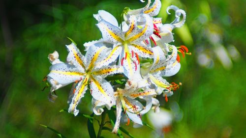 Close-up of white flowers blooming outdoors