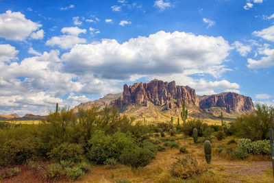 Plants growing on land against sky
