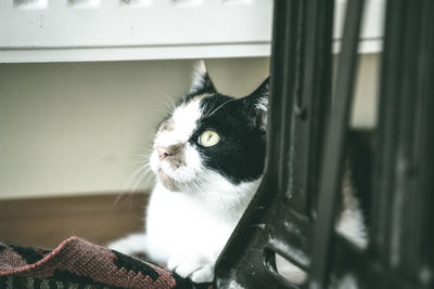 Close-up portrait of cat