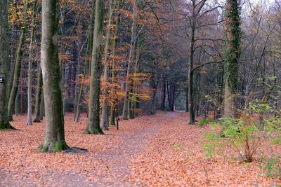 Trees in forest during autumn