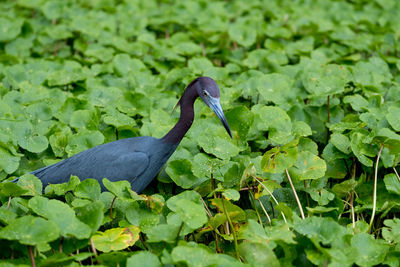 Bird amidst leaves