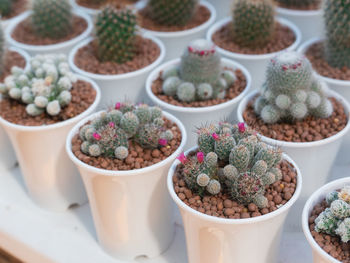 High angle view of potted plants on table