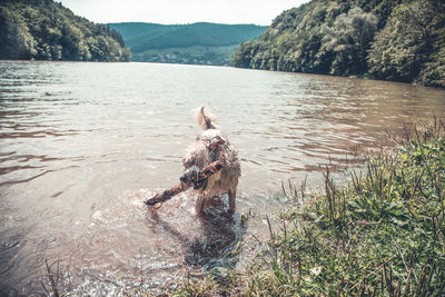 Dog in a lake