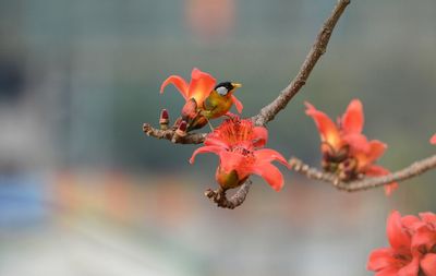 Close-up of insect on red flower