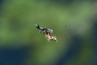 Close-up of spider on web