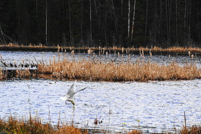 Birds flying over lake in forest