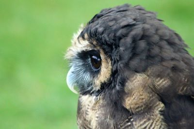 Close-up of owl